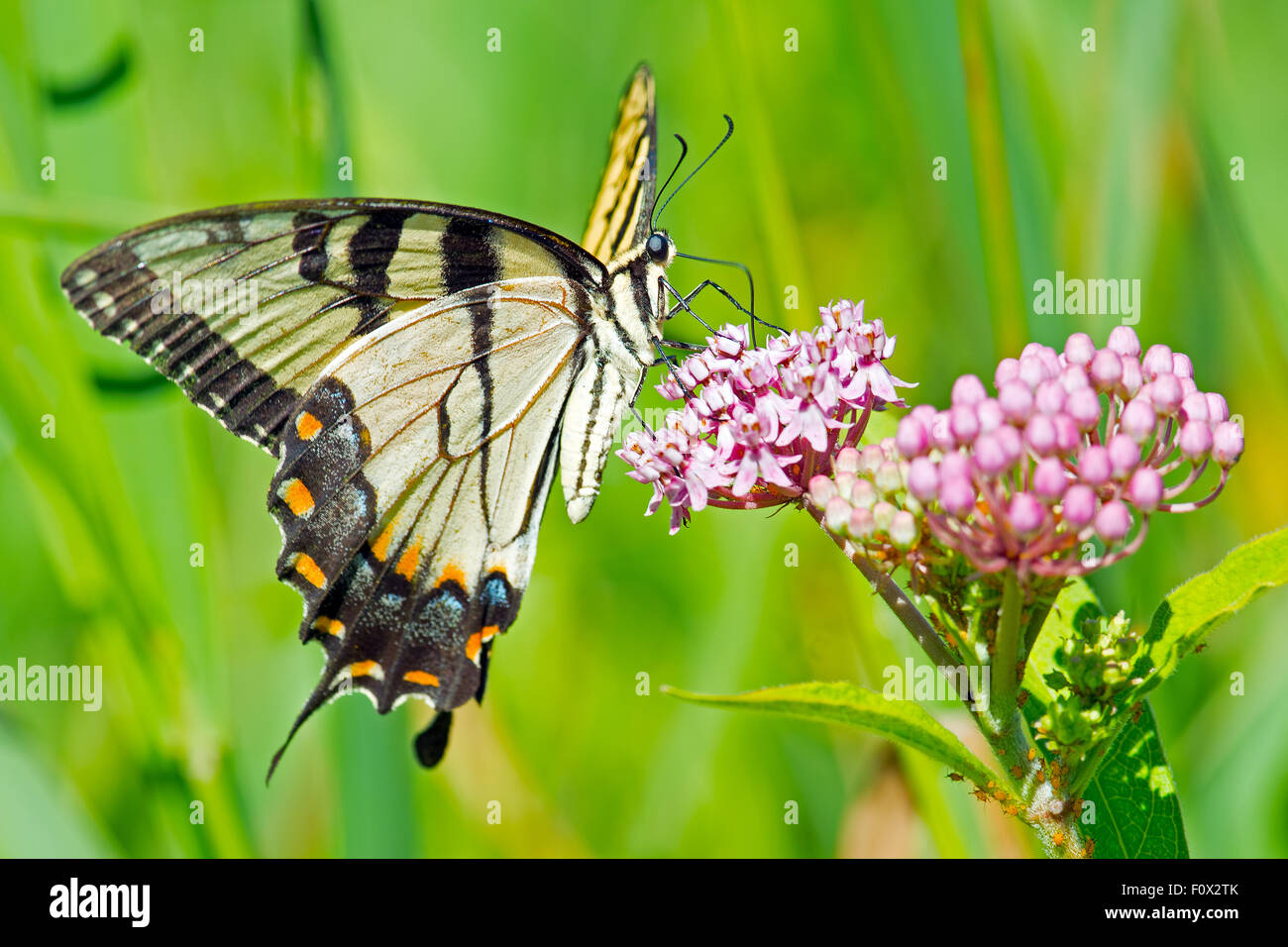 Tiger Swallowtail Butterfly feeding on flowers Stock Photo