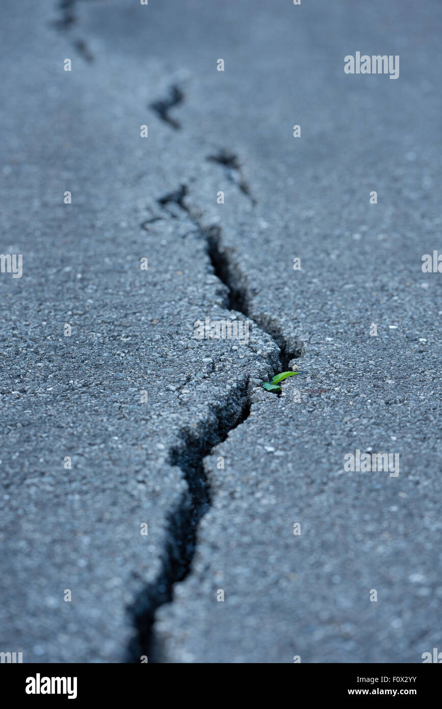 A long windy crack on a paved street with a small plant growing in it. Stock Photo