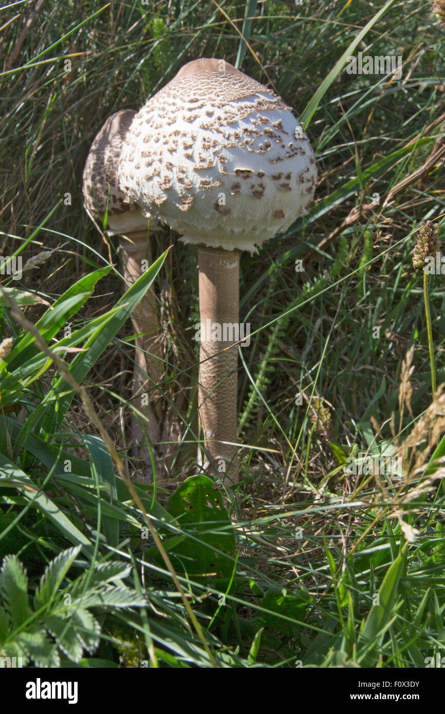 Parasol Mushroom Fungi Edible Champignon Lepiote Elevee Lepiota Food Autumn  High Resolution Stock Photography and Images - Alamy