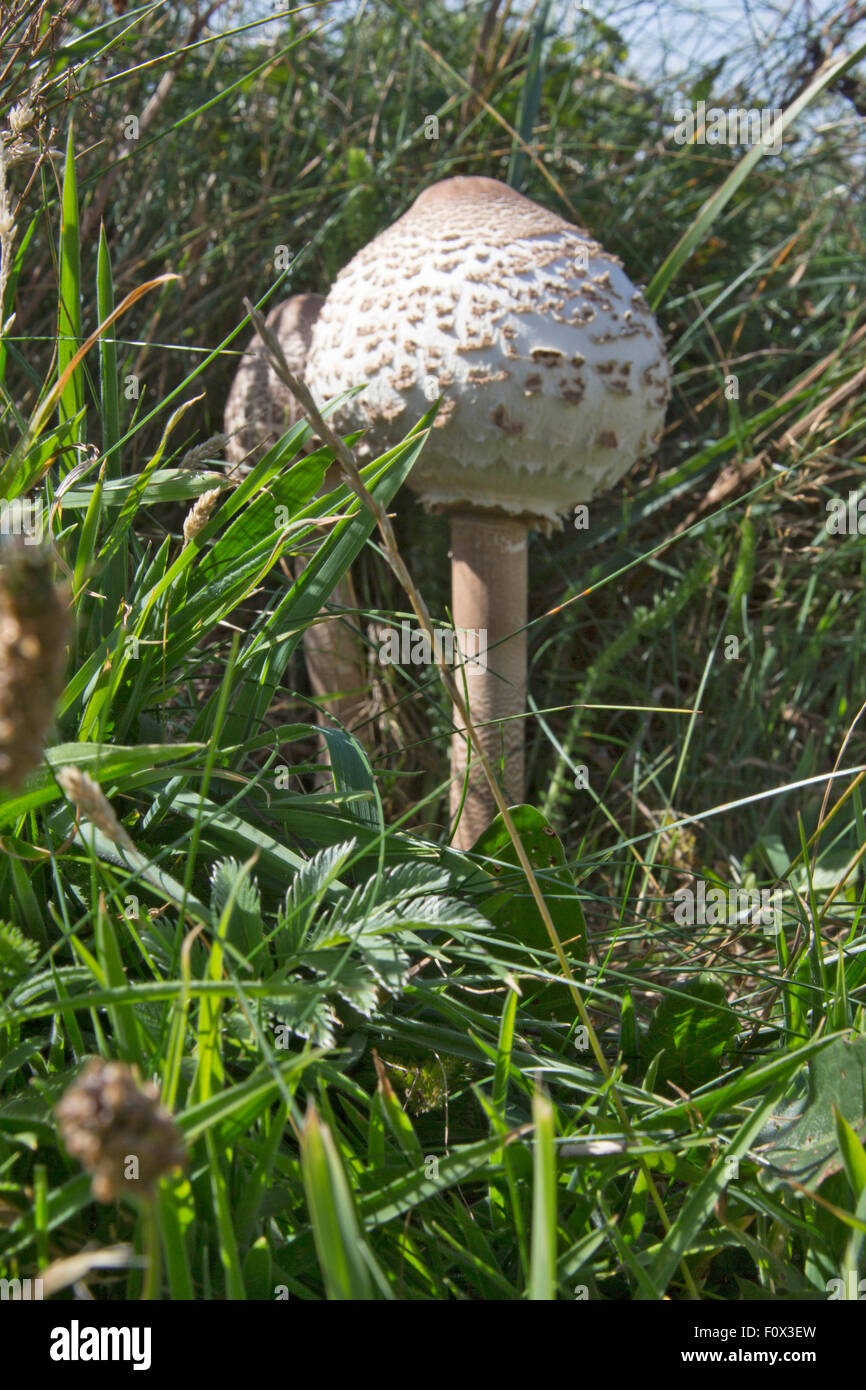 Young long stem Parasol mushroom (Macrolepiota procera or Lepiota procera)  on long grass. Pembrokeshire coast, Wales UK Stock Photo - Alamy