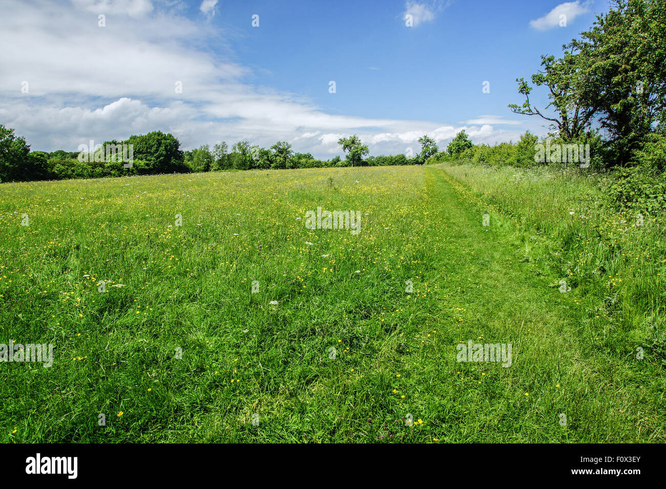 Meadow owned by Worcester County Council at Worcester Woods Country Park Stock Photo Alamy
