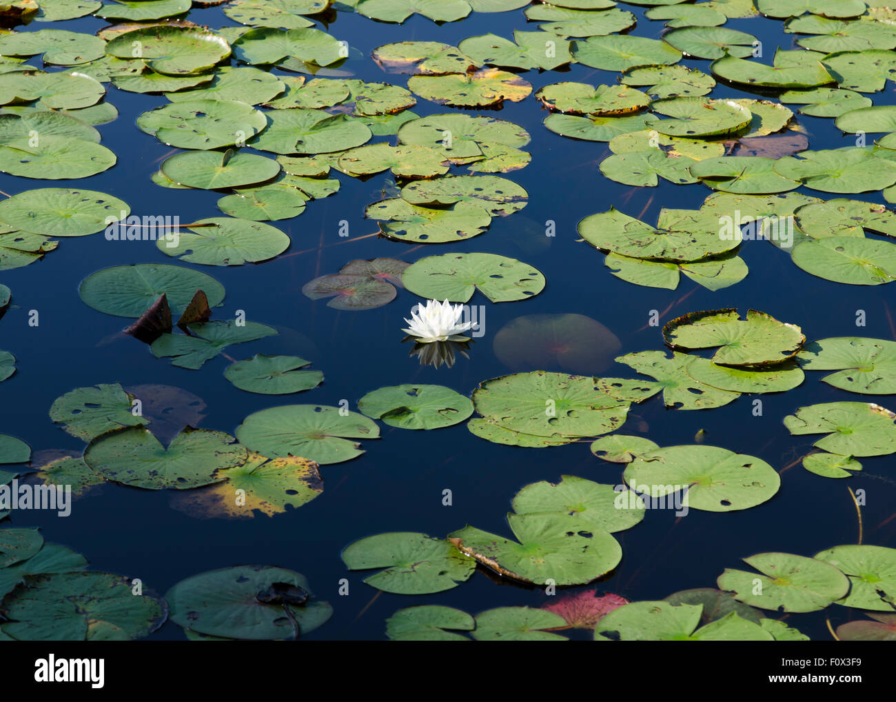 Water lily nympheas hi-res stock photography and images - Alamy