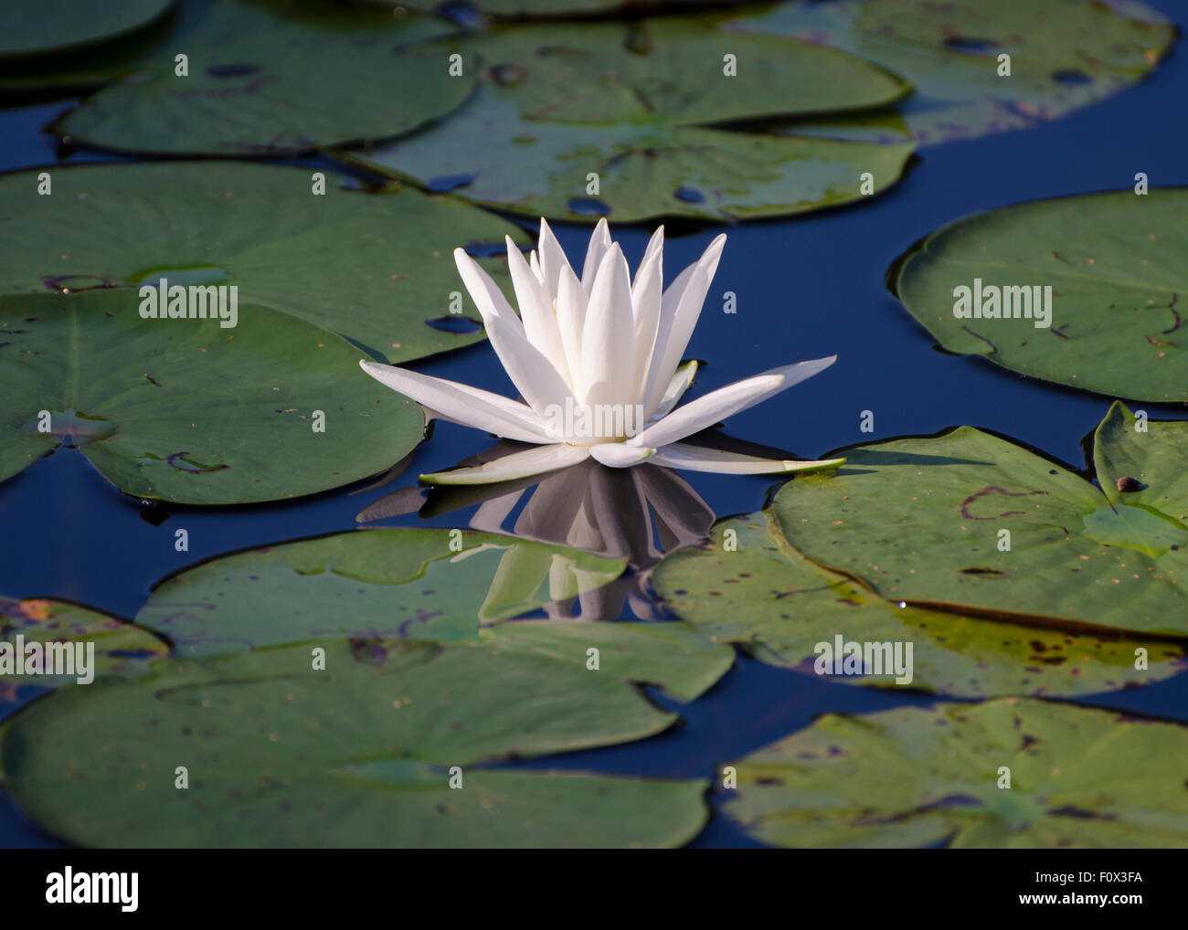 Lily pond serenity hi-res stock photography and images - Alamy
