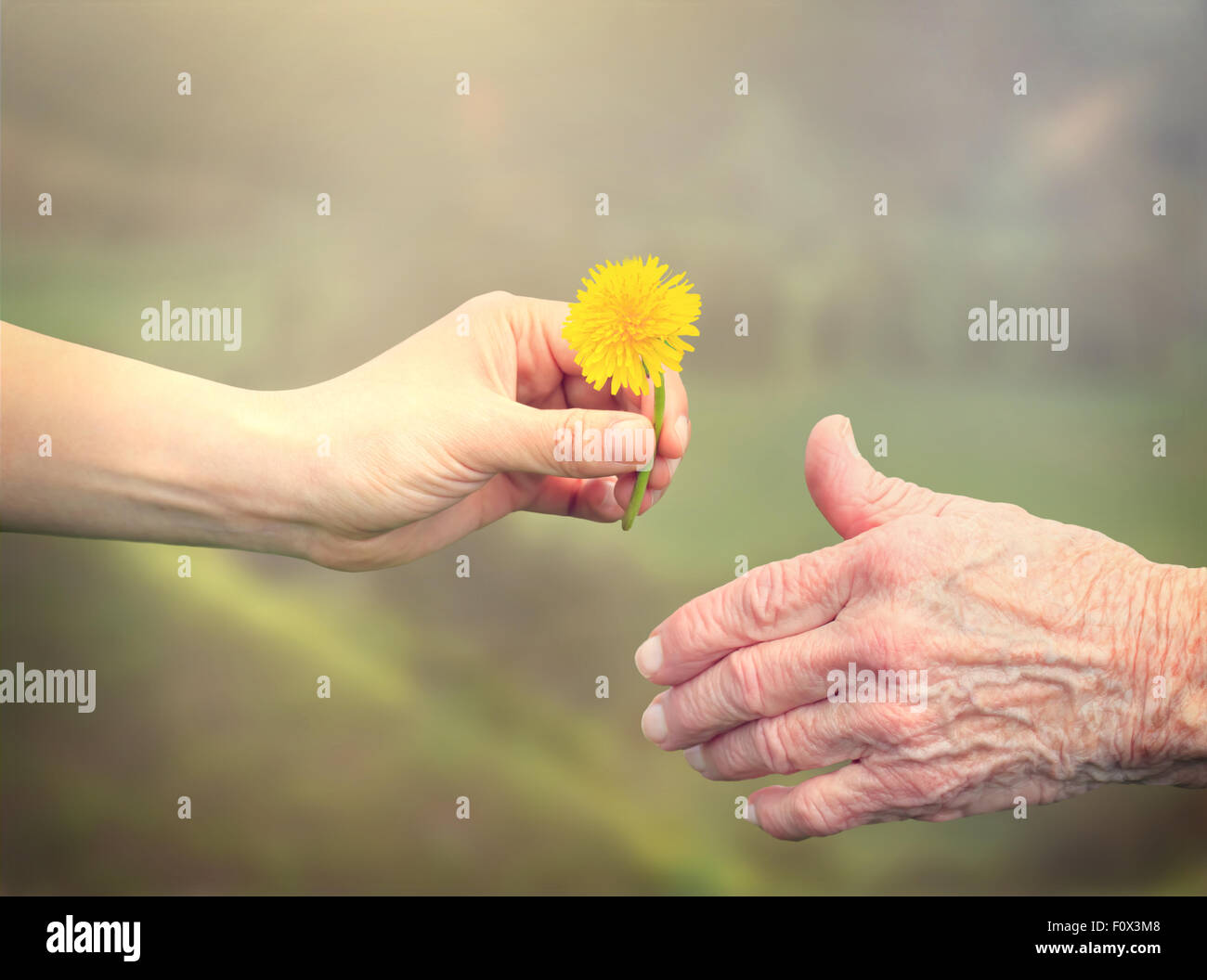 Young woman giving a dandelion to senior woman Stock Photo