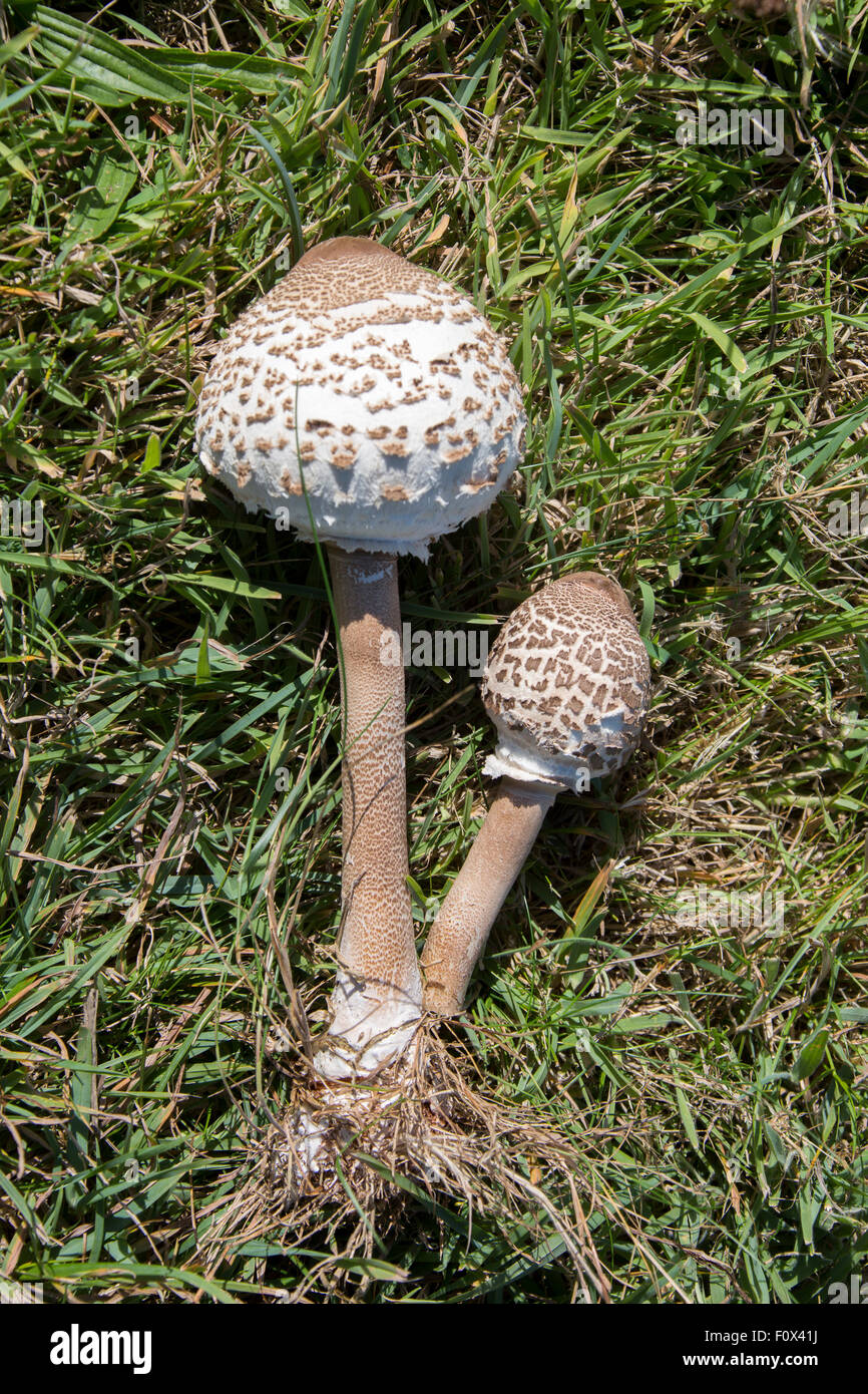 Parasol mushroom fungi edible champignon lepiote elevee lepiota food autumn  hi-res stock photography and images - Alamy