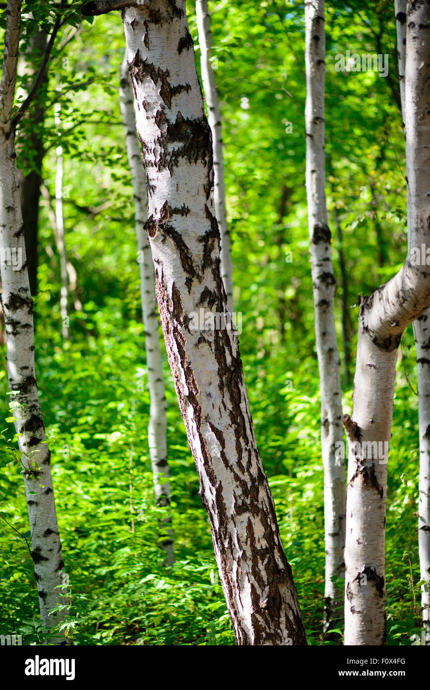 Natural background - a summer birchwood Stock Photo