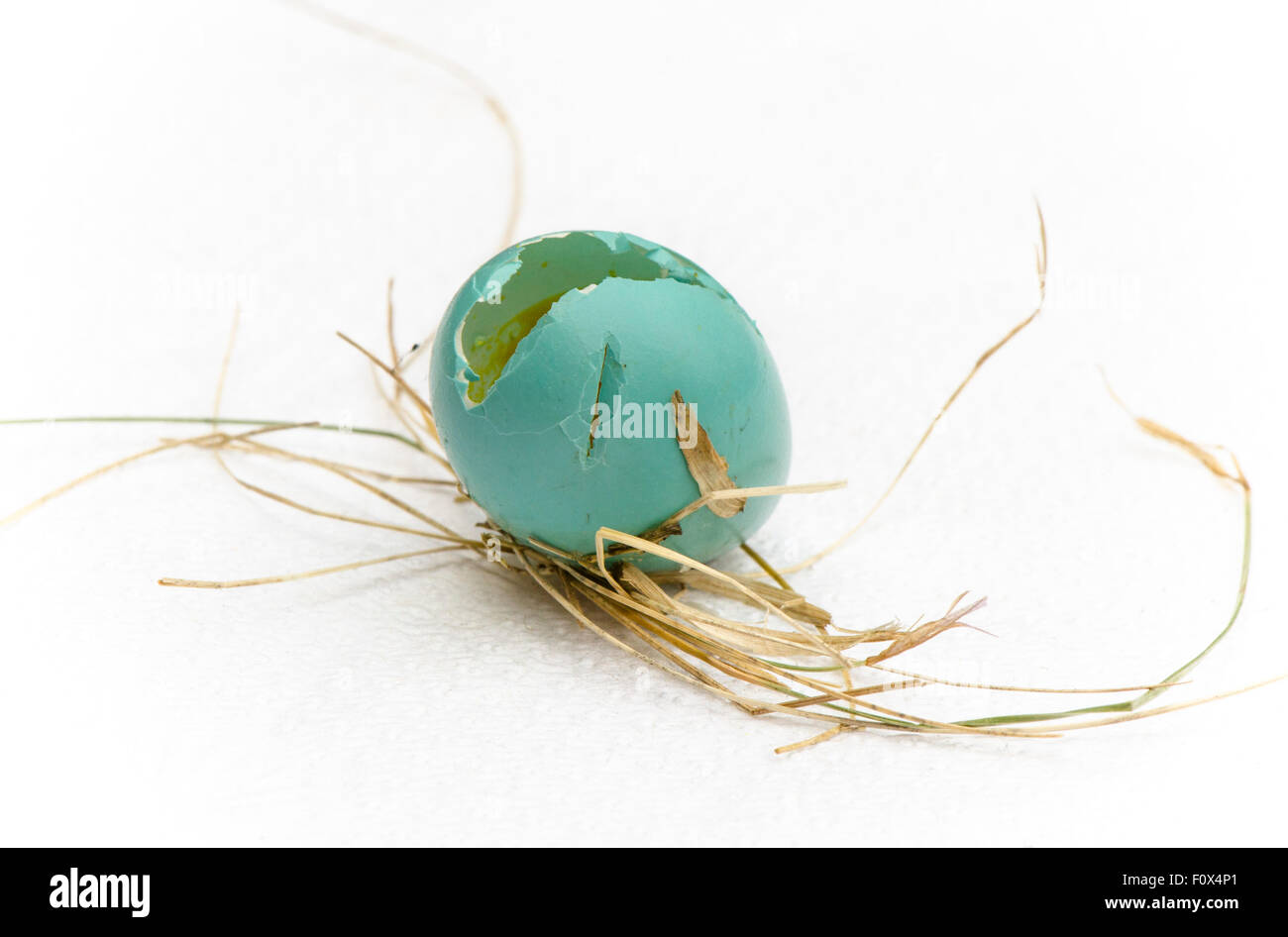 Blue robin eggs nest crack hi-res stock photography and images - Alamy