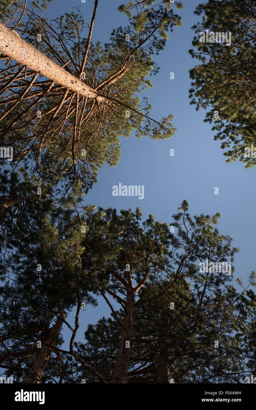 the tops of the pine trees on blue sky Stock Photo - Alamy