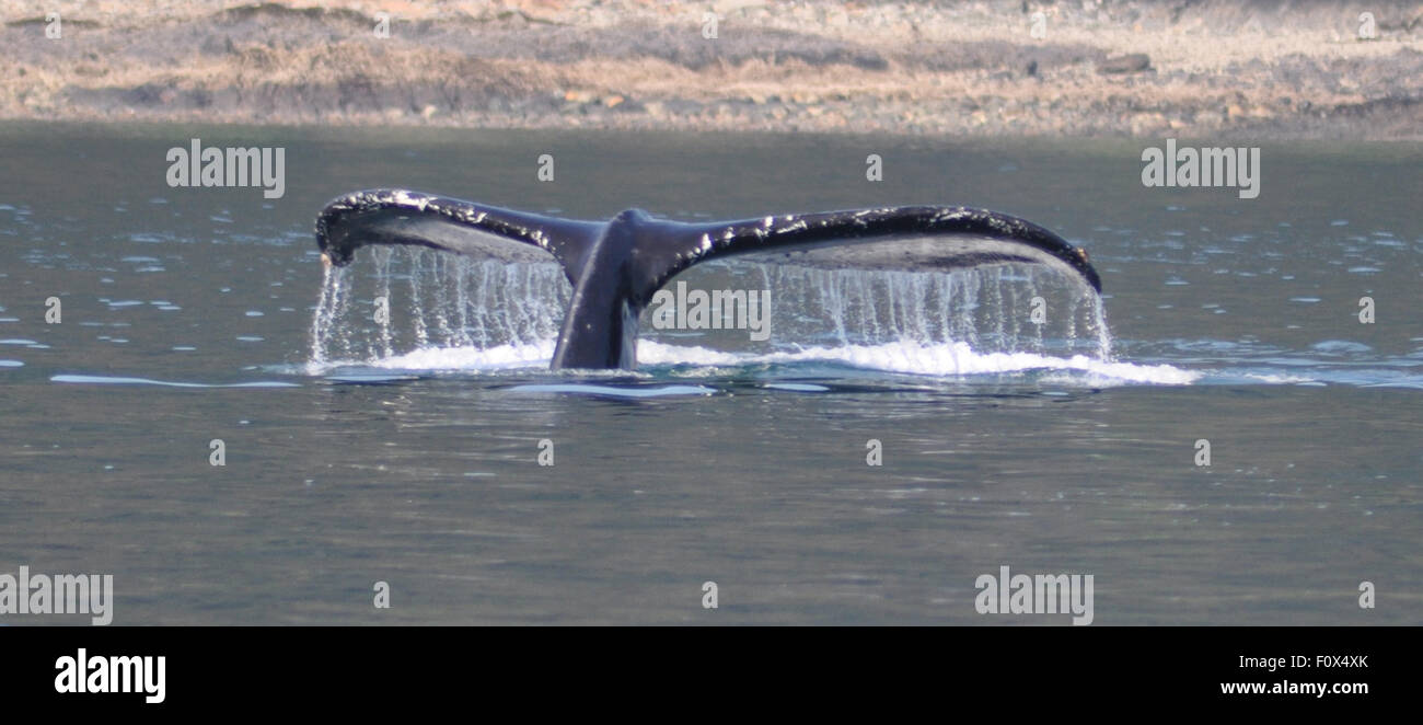 Humpback whale going into a deep dive reveals its fluke or tail Stock ...