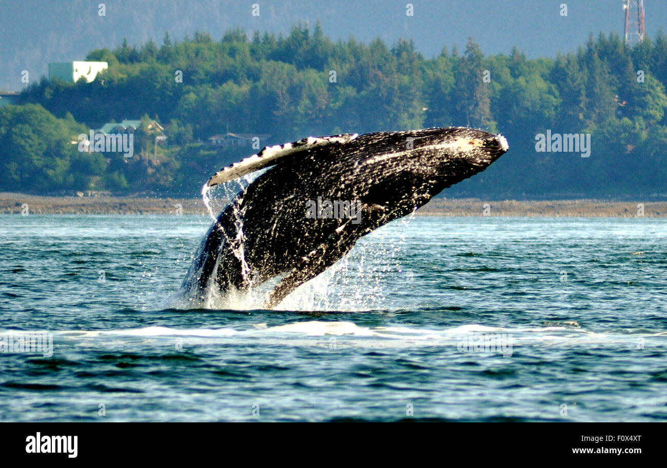 Humpback whale breaching clear of the water. Taken near Juneau in Alaska in May 2015. Stock Photo