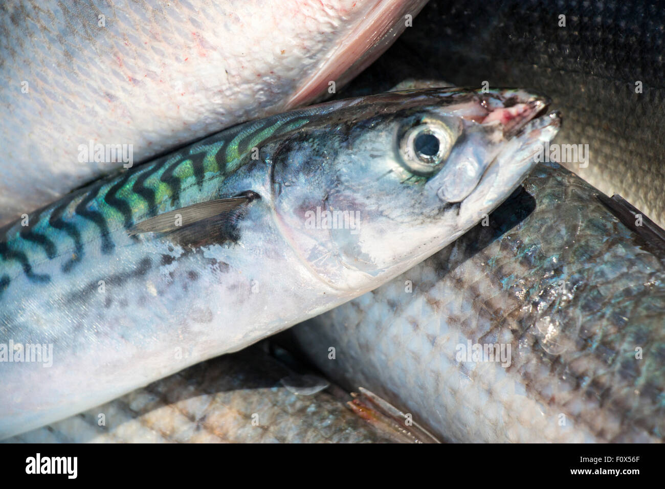 Freshly caught mackerels bass and mullet fish Stock Photo Alamy