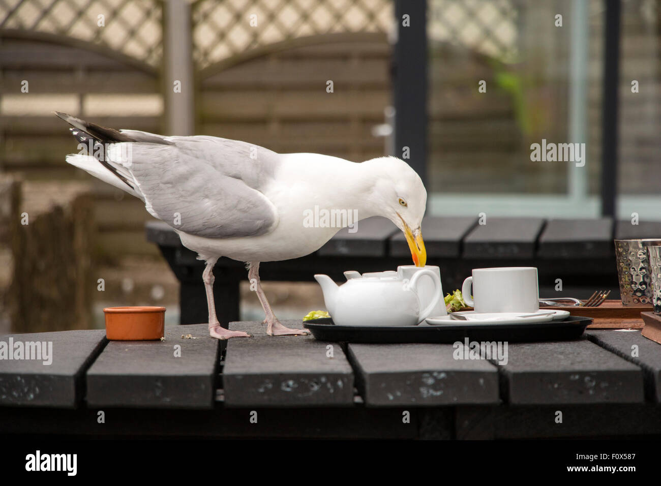Herring gull eating leftover food on breakfast table ourdoors Stock