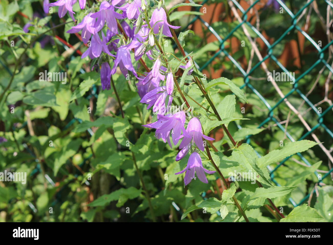 Creeping Bellflower (Campanula rapunculoides), pretty purple-violet invasive weed, bell shaped flower climbing a fence Stock Photo