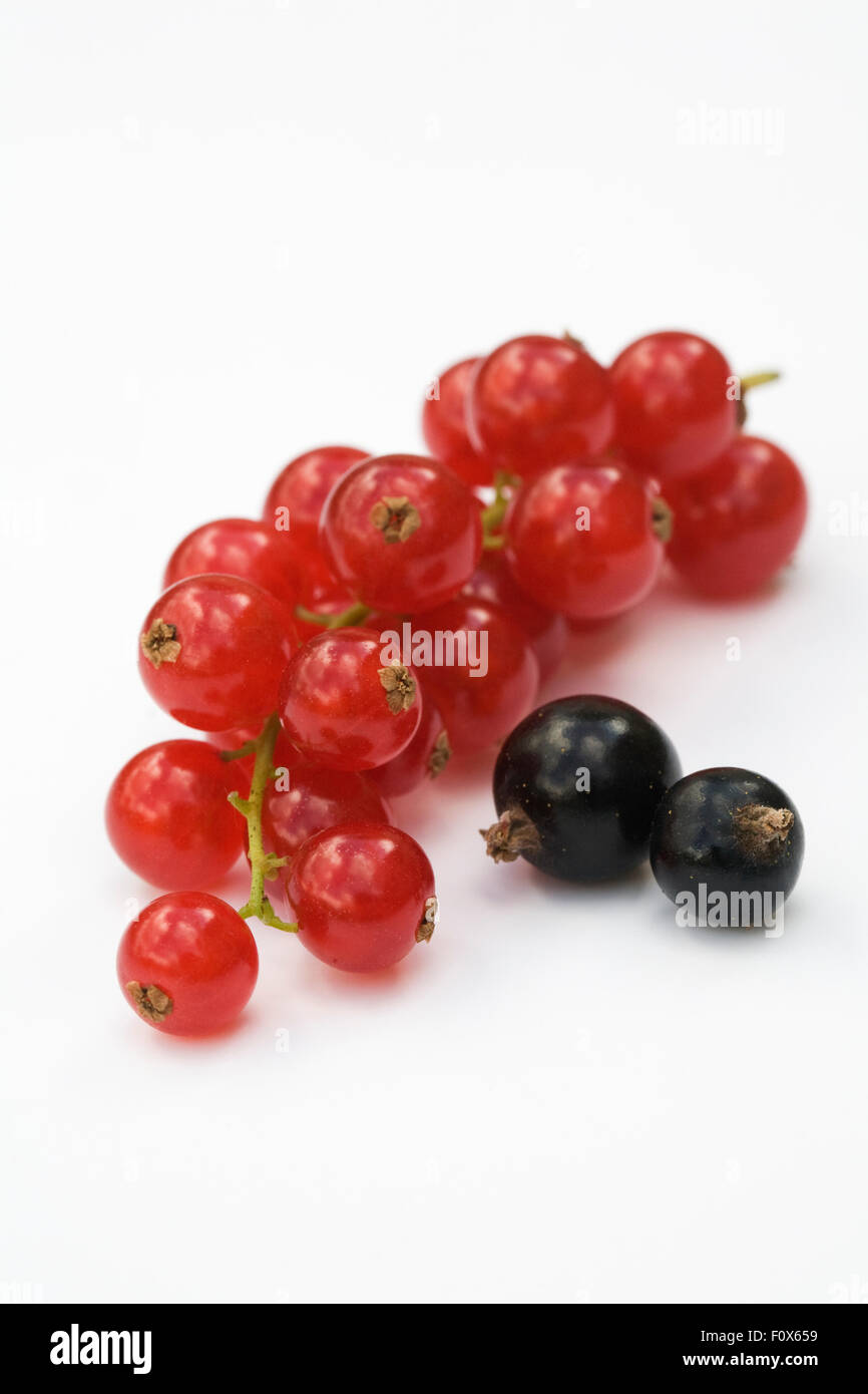 Redcurrants and Blackcurrants on a white background. Stock Photo