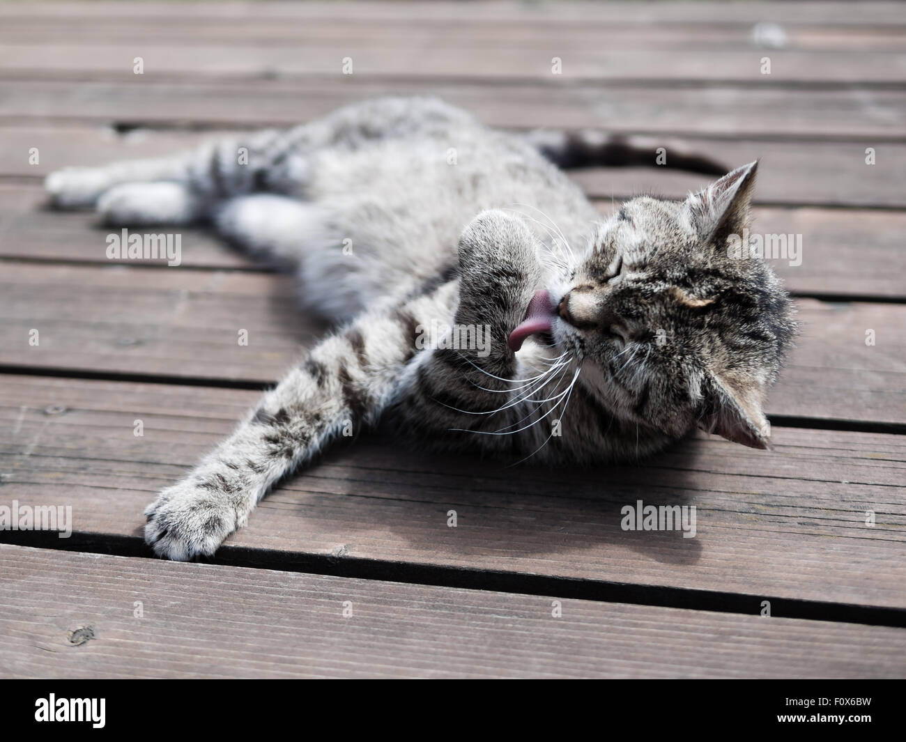 Tabby cat licking itself Stock Photo Alamy