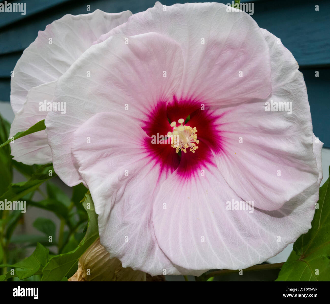 Hibiscus or Rose of Sharon blossoms Stock Photo Alamy