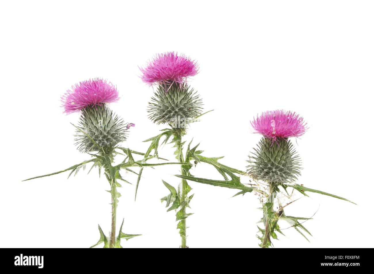 Three purple thistle flowers isolated against white Stock Photo Alamy