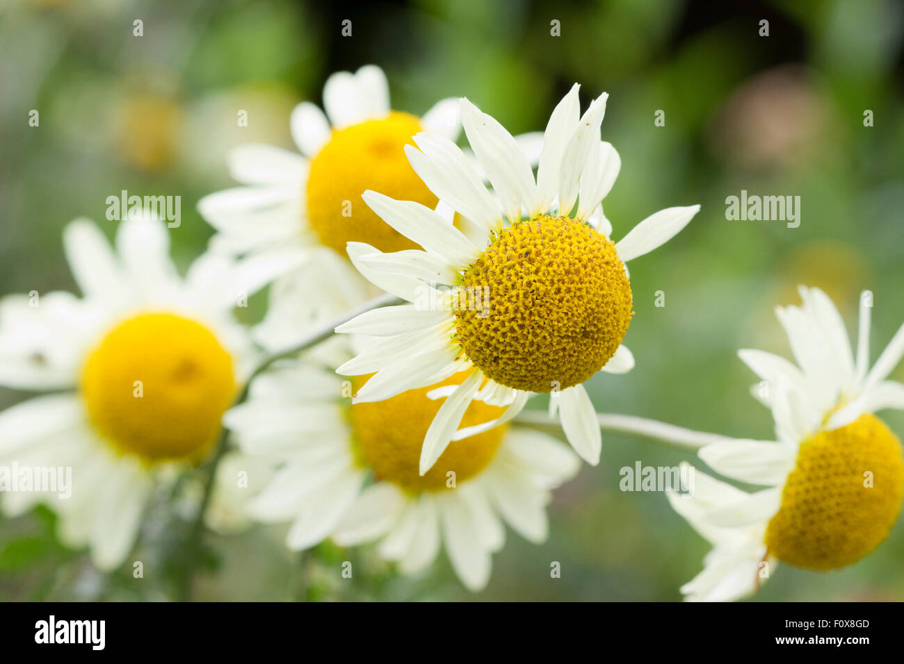 A group of wild daisies. Stock Photo