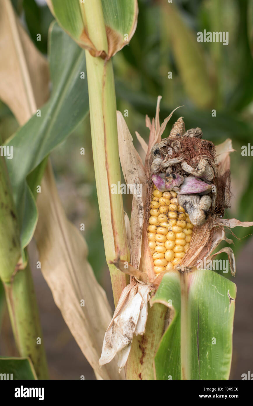 Corn blight- a part of corn  plant with infected corn Stock Photo