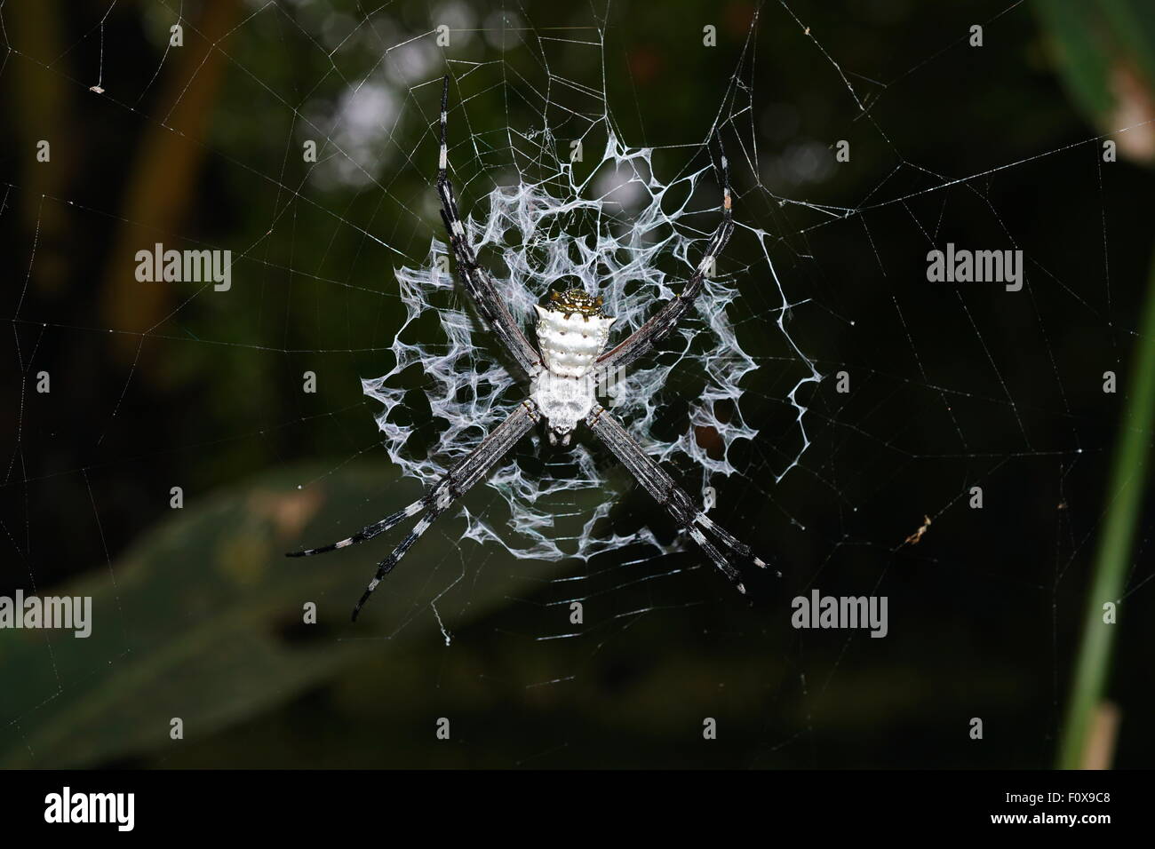 Silver argiope spider, Argiope argentata, on its web, Costa Rica, Central America Stock Photo