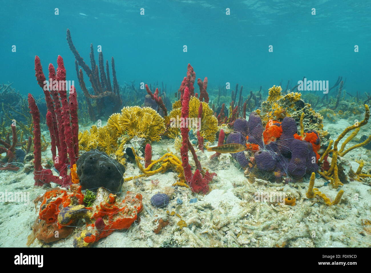 Colorful marine life underwater composed by sponges and fire coral on the seabed of the Caribbean sea Stock Photo