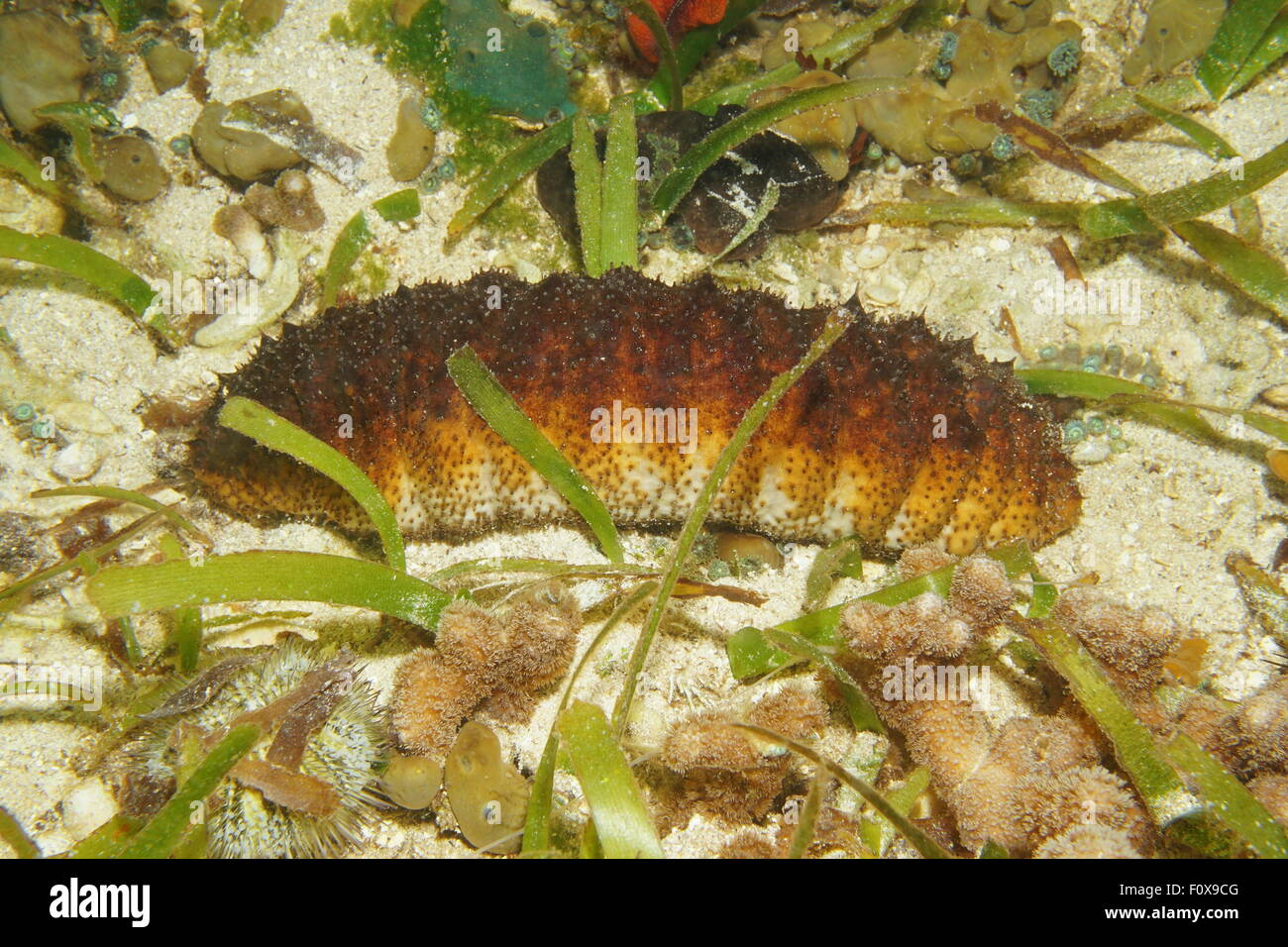 Donkey dung sea cucumber, Holothuria mexicana, underwater on the seabed of the Caribbean sea Stock Photo
