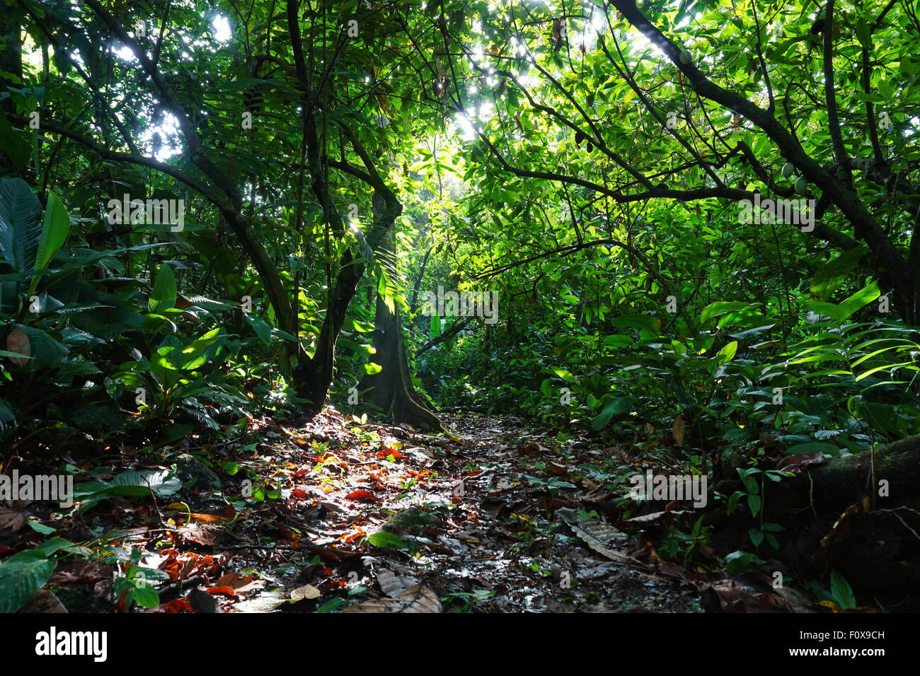 Footpath surrounded by lush tropical vegetation in the jungle of Costa Rica, natural scene, Central America Stock Photo