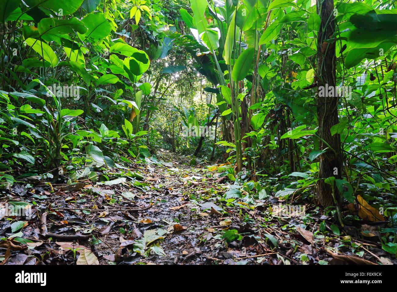Jungle footpath through lush tropical vegetation, Costa Rica, Central America Stock Photo