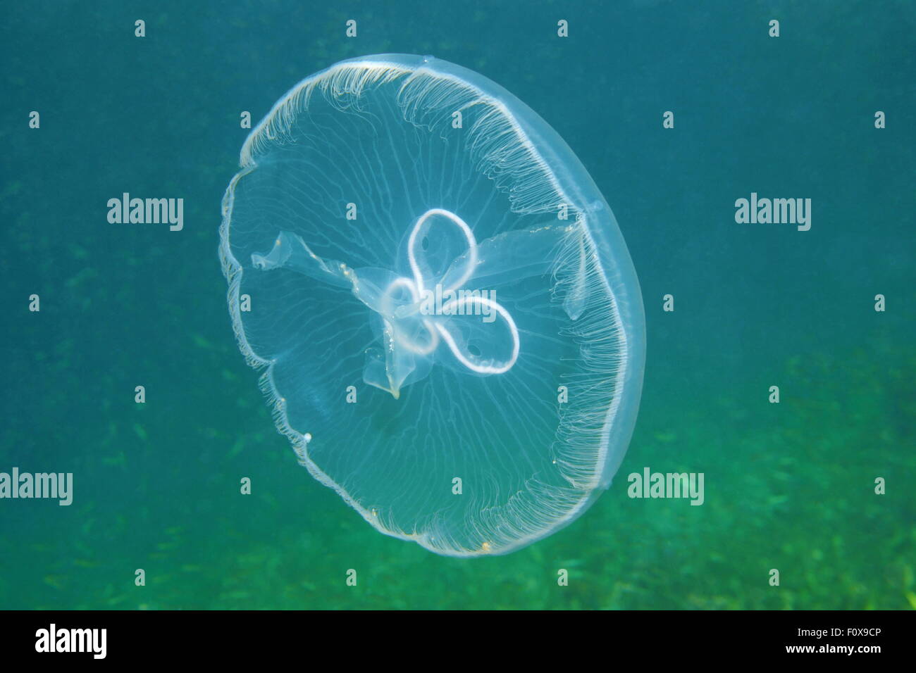 A moon jellyfish, Aurelia aurita, transparent underwater creature in the Caribbean sea Stock Photo