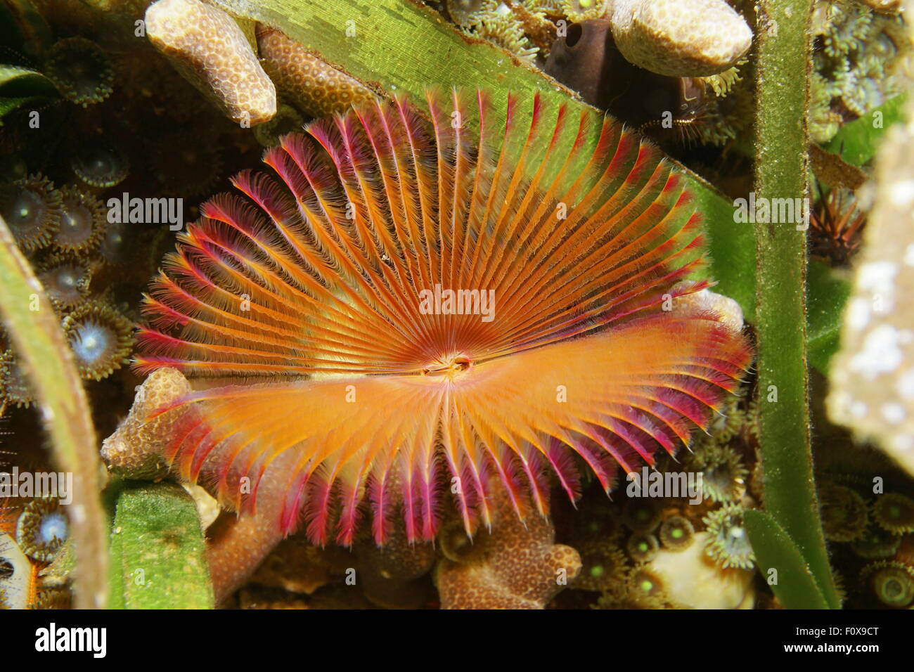 Underwater marine life, a split crown feather duster worm, Anamobaea