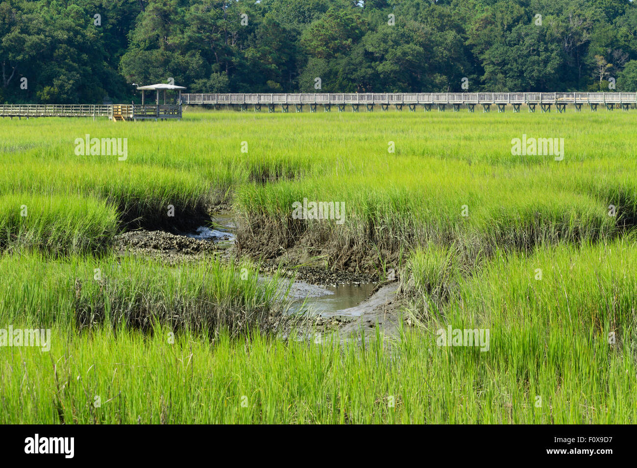 Two wooden docks jut out into the coastal inlet with acres of smooth cordgrass and oyster beds in the mud. Near Garden City, SC. Stock Photo