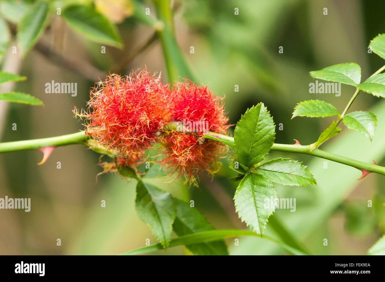 The rose bedeguar gall, Robin's pincushion gall, or moss gall
