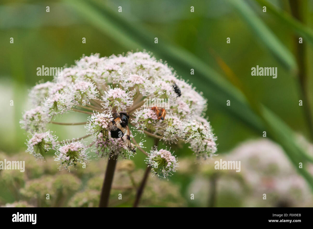 A White banded Drone Fly, Volucella pellucens, feeding on one of the many cow parsley plants. Stock Photo