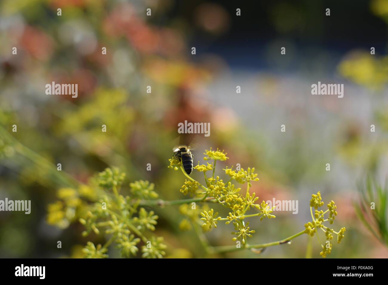Bee on flowers Stock Photo