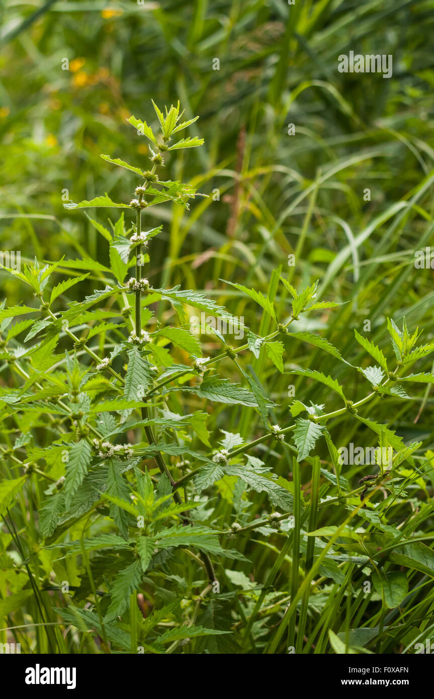 A portrait photograph of White Deadnettle, Lamium album, growing in Askam Bog, Yorkshire, England Stock Photo