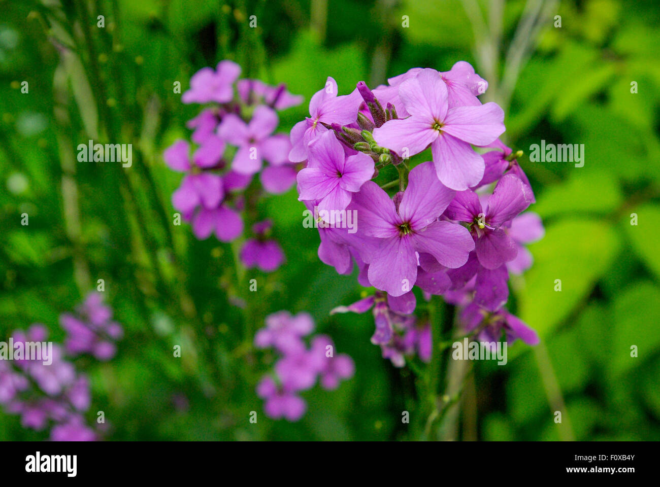 Clusters of small purple flower Dame's Rocket or Hesperis matronalis with the green foliage in the background, Minnesota USA Stock Photo