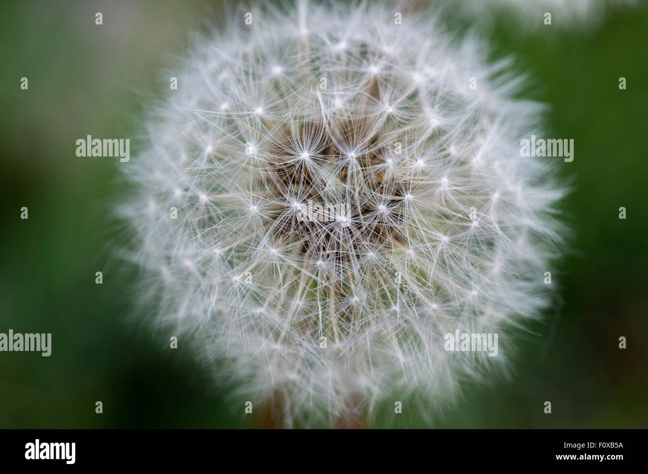 Close up of a Dandelion head gone to seed, seeds visible through the white, taken in Minnesota, USA Stock Photo