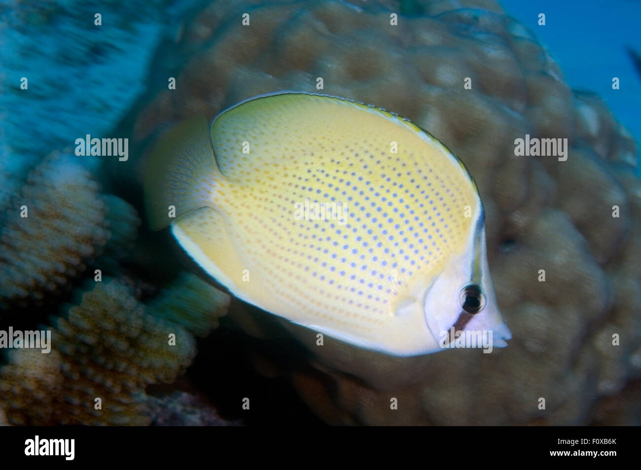 Fast Swimming Fish Example Fast swimming fish hi-res stock photography and images - Alamy