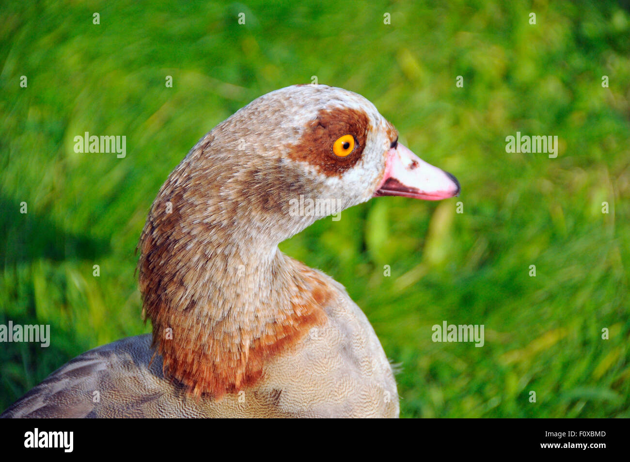 Egyptian goose (Alopochen aegyptiaca) at wildllife Wetland Center in London, England Stock Photo