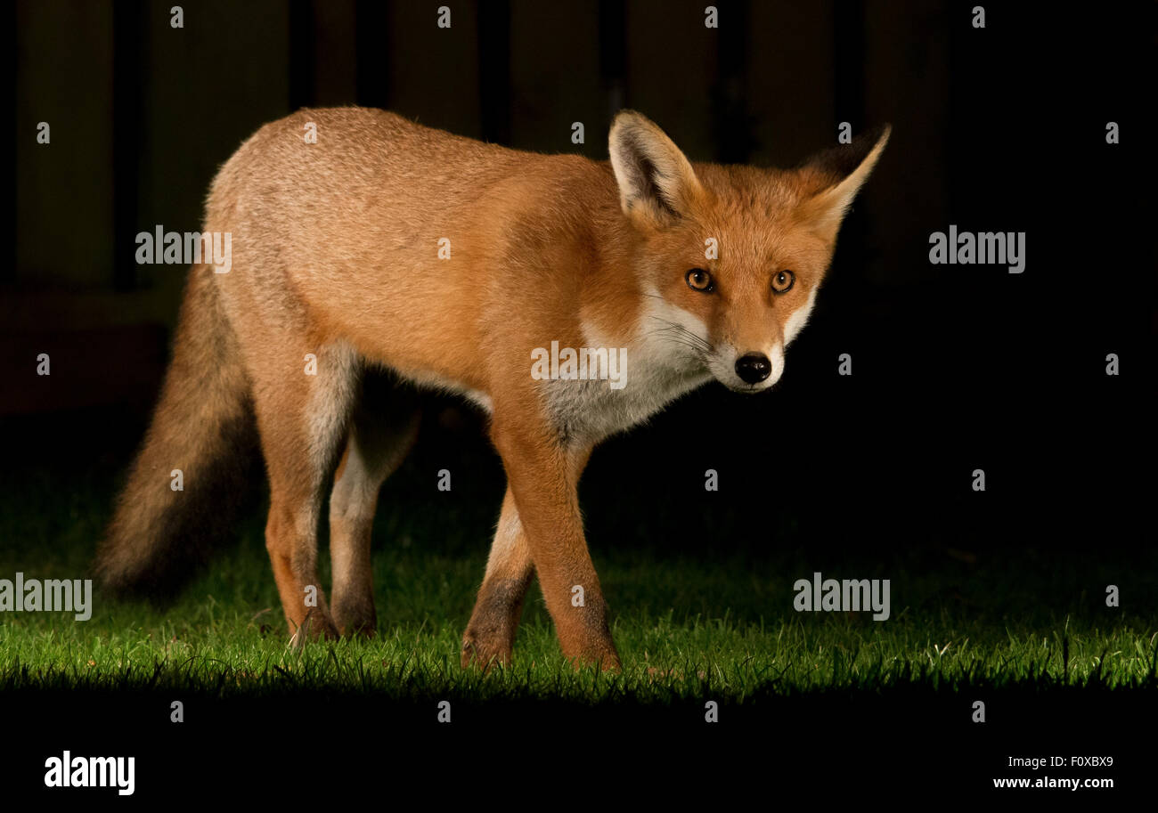 Red fox urban Stock Photo - Alamy