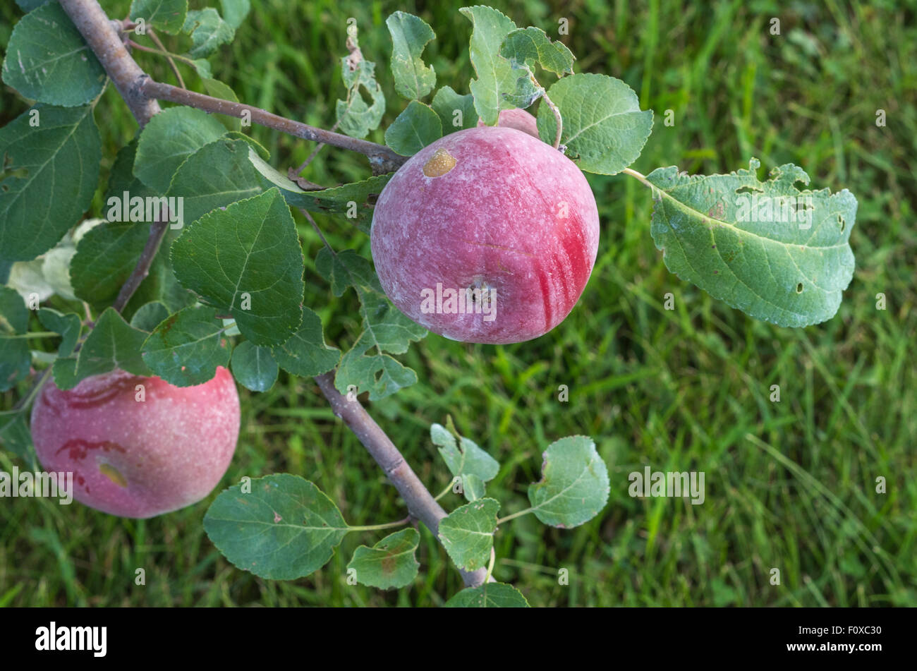 Imperfect hires stock photography and images Alamy