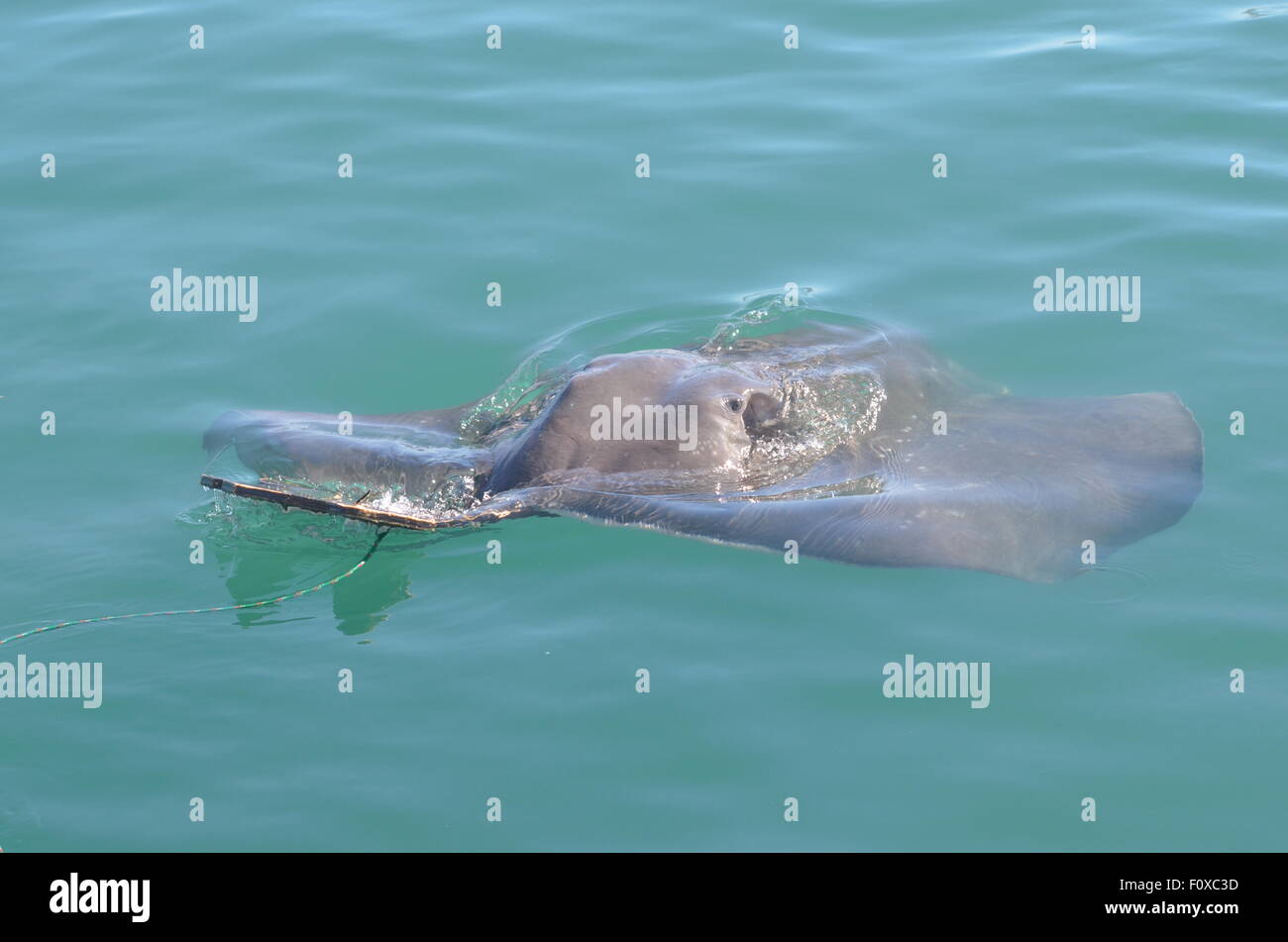 The Stingray Stock Photo