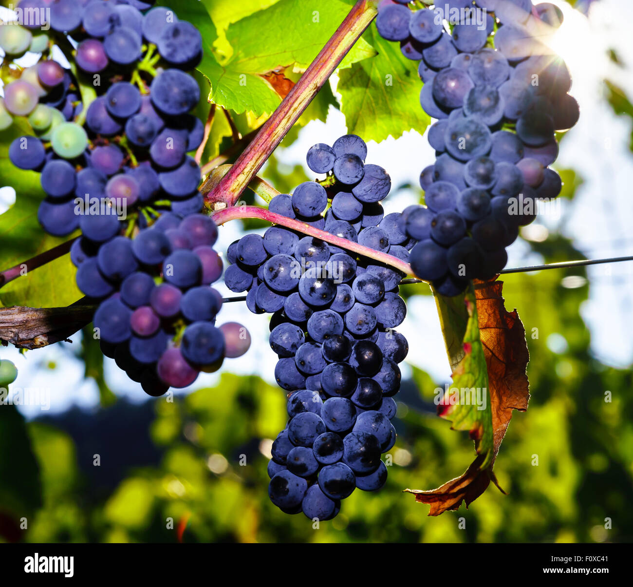 Виноград страшенский. Примитиво сорт винограда. Зинфандель виноград. Плод винограда. Сорт винограда primitivo.