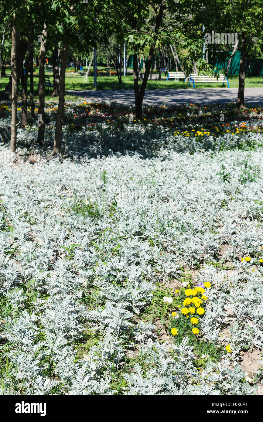 flower bed with cineraria (jacobaea) maritima (dusty miller, silver dust) plant in urban garden in summer day Stock Photo
