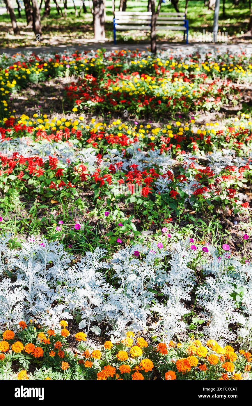 flowerbed with dianthus flowers and jacobaea (cineraria maritima) plant in urban garden Stock Photo