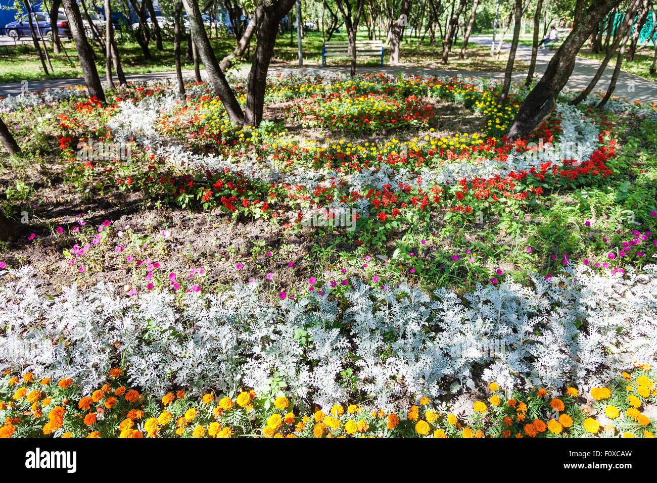 round flowerbed with dianthus flowers and jacobaea (cineraria maritima) plant in urban garden Stock Photo