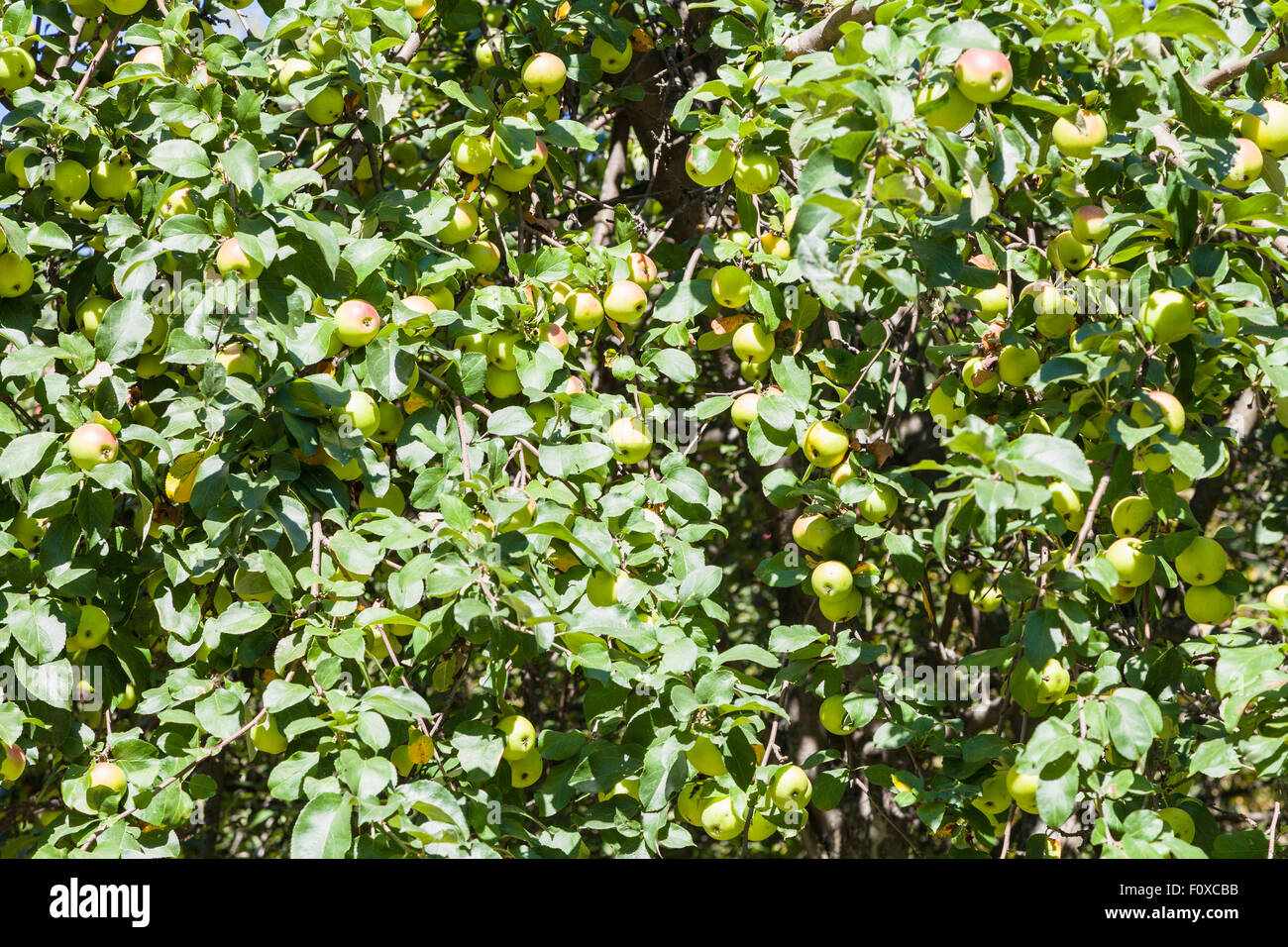many ripe yellow apples on tree in orchard in summer Stock Photo - Alamy