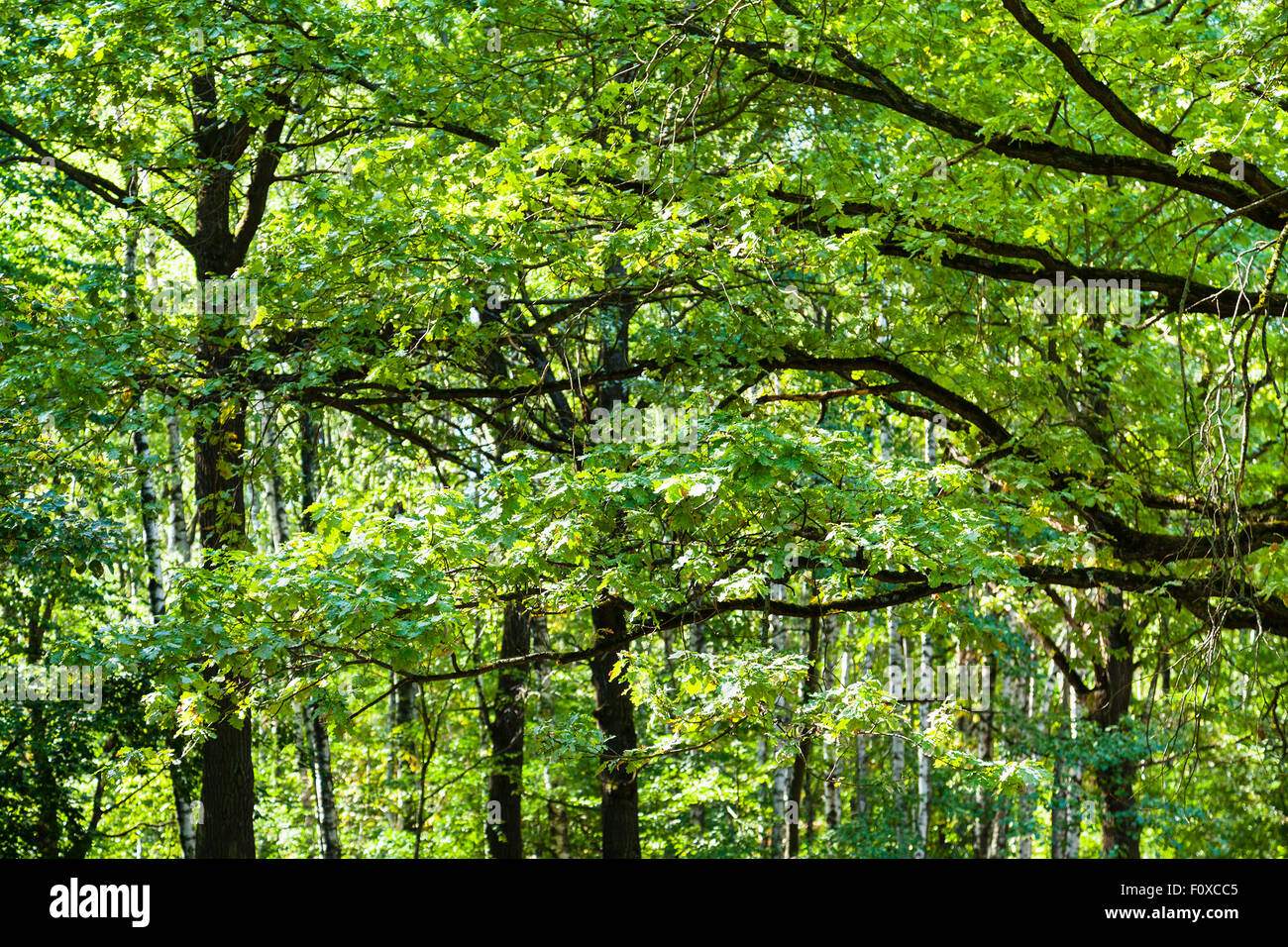 natural background - green branches of oak trees in forest in summer ...