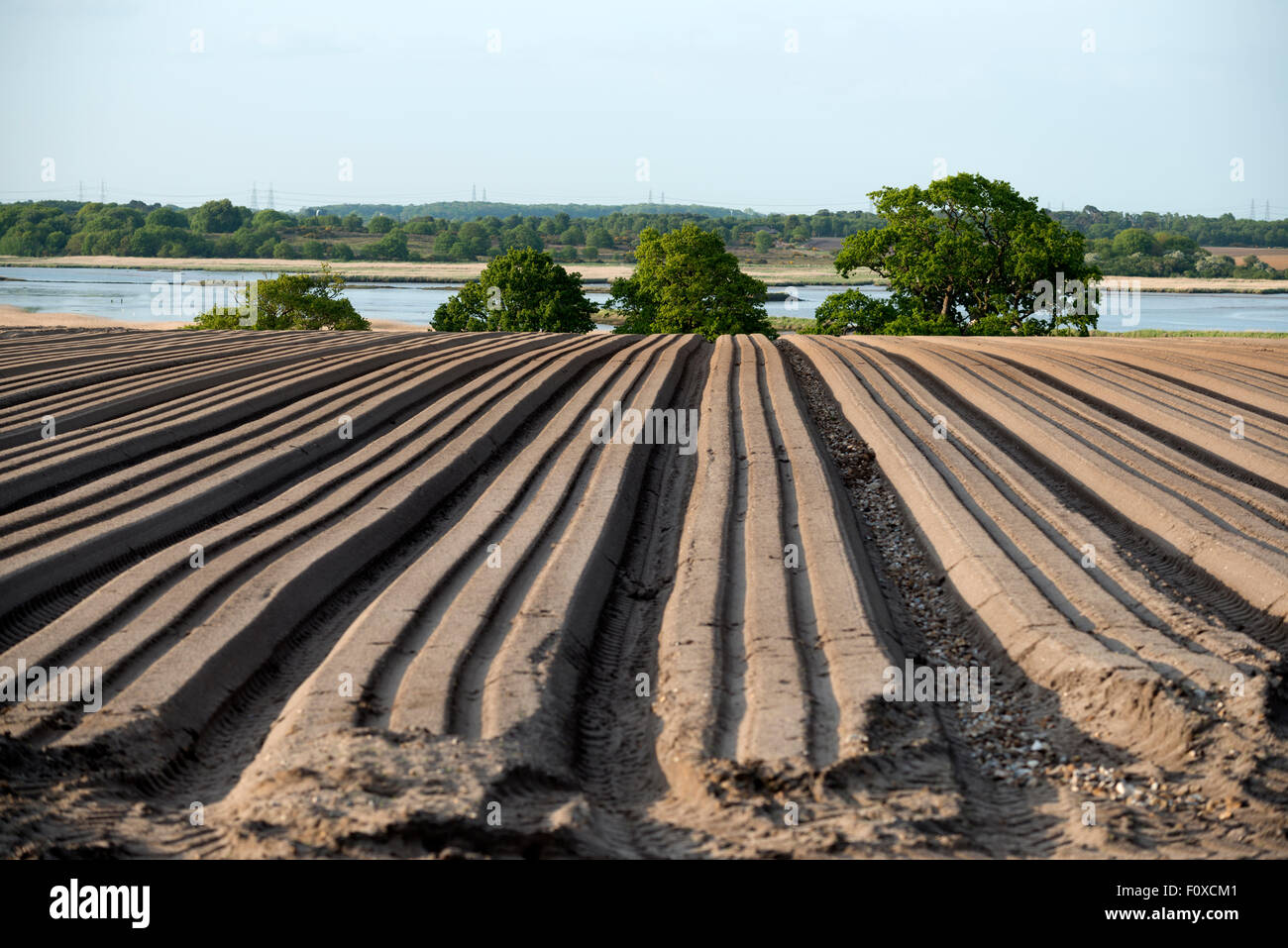 Farrows for seed potato crop, Iken, Suffolk, England Stock Photo Alamy