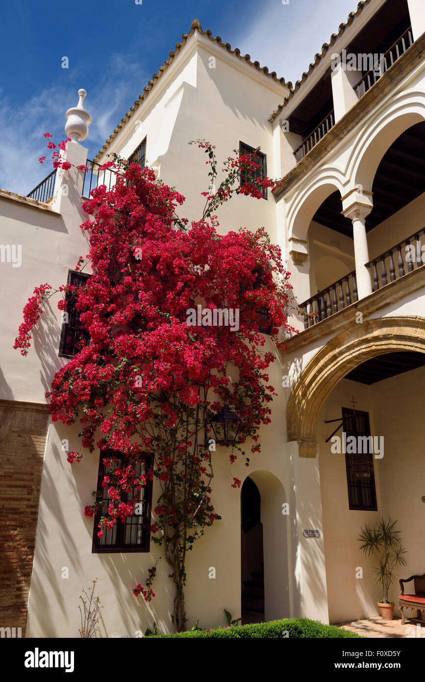 Bougainvillea Spain High Resolution Stock Photography and Images - Alamy
